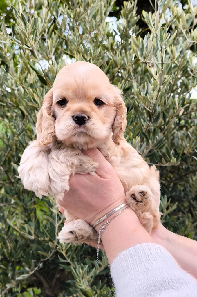 Black And Tan Berry's - Chiot disponible  - American Cocker Spaniel