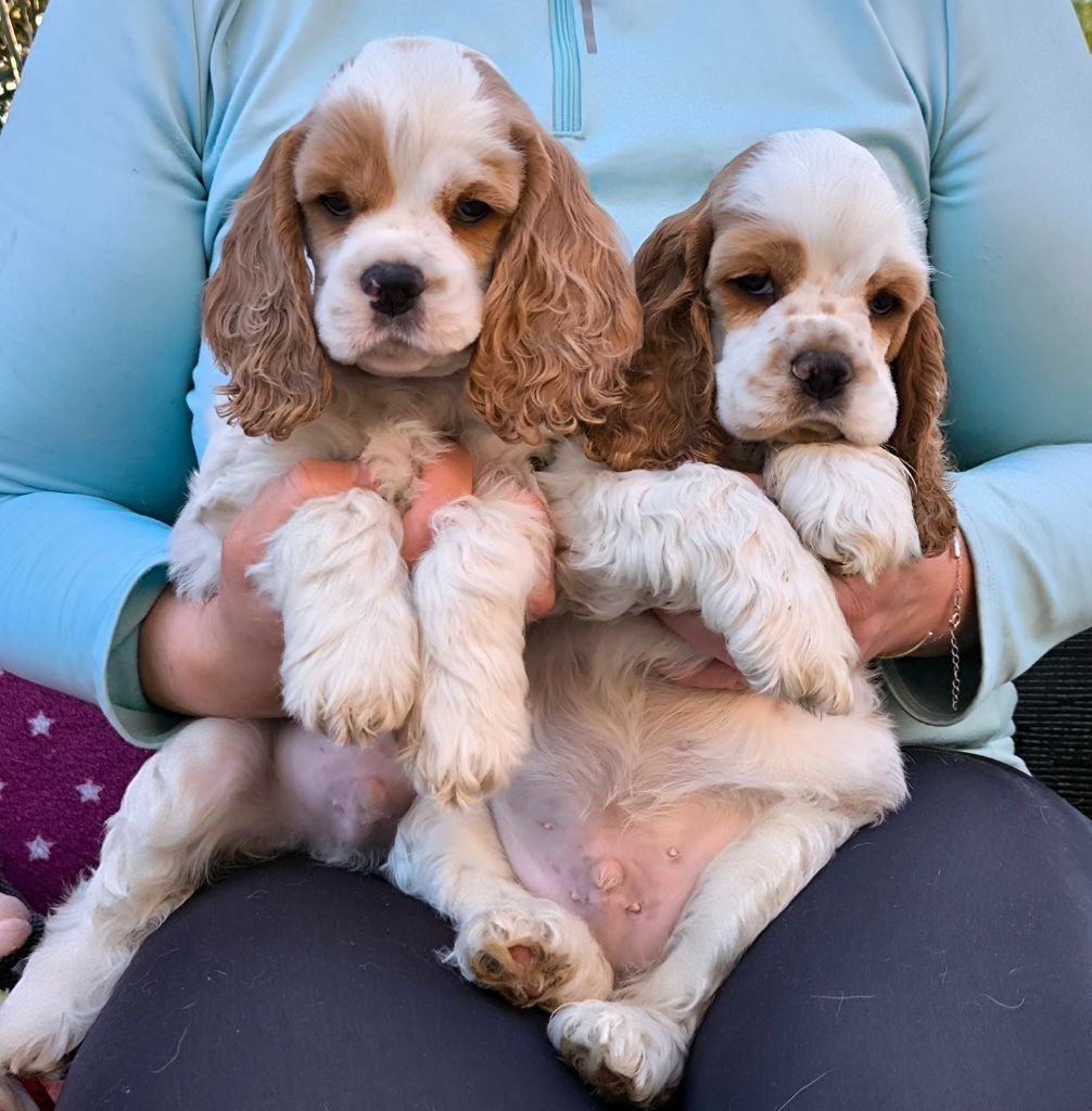 chiot American Cocker Spaniel Black And Tan Berry's