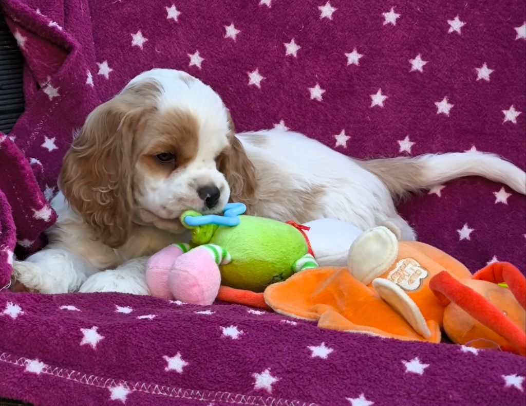 Black And Tan Berry's - Chiot disponible  - American Cocker Spaniel