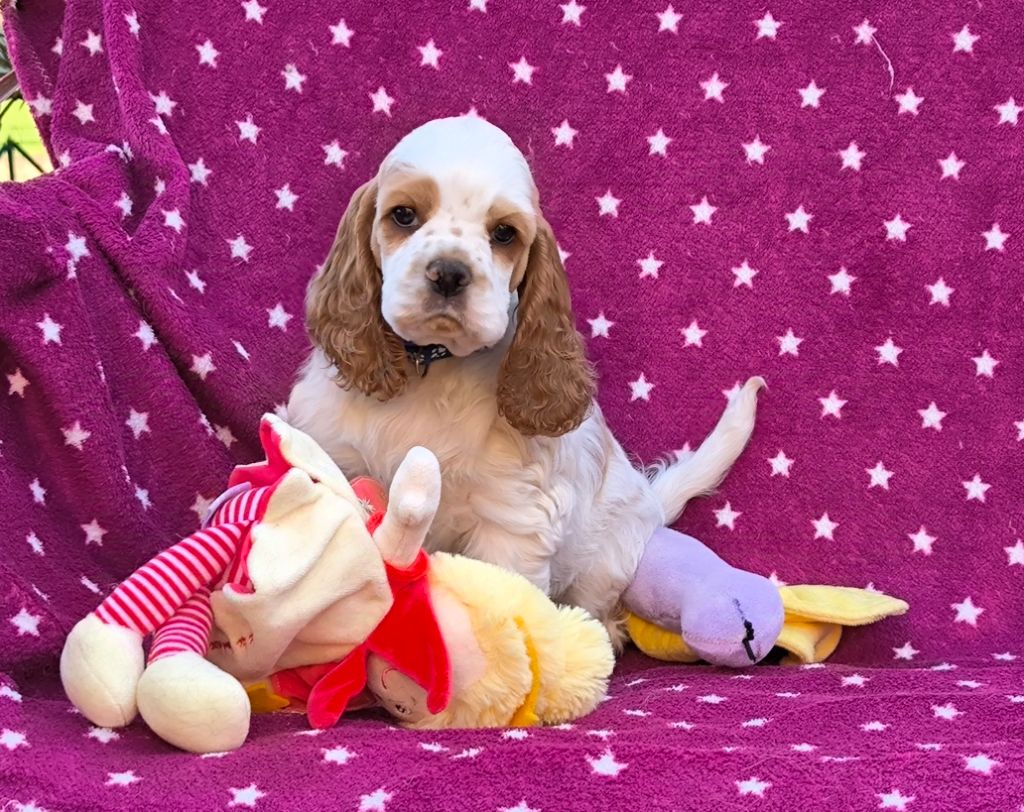 Black And Tan Berry's - Chiot disponible  - American Cocker Spaniel