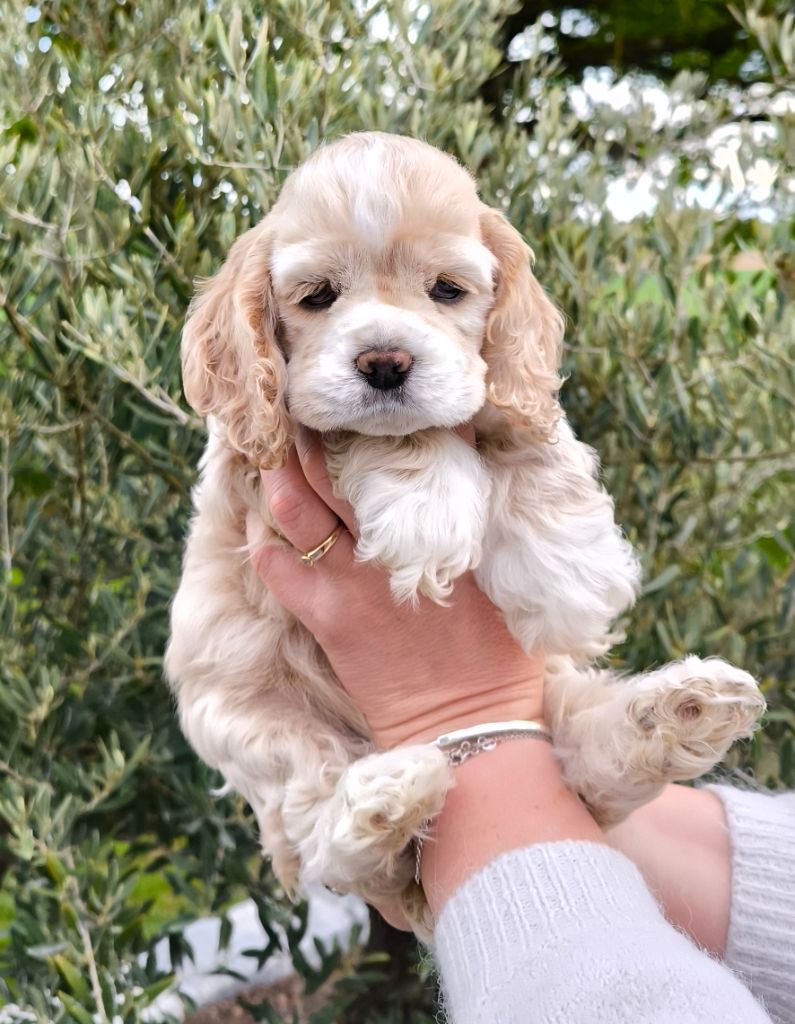 Black And Tan Berry's - Chiot disponible  - American Cocker Spaniel