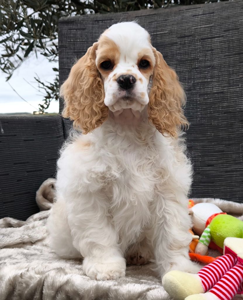 Black And Tan Berry's - Chiot disponible  - American Cocker Spaniel