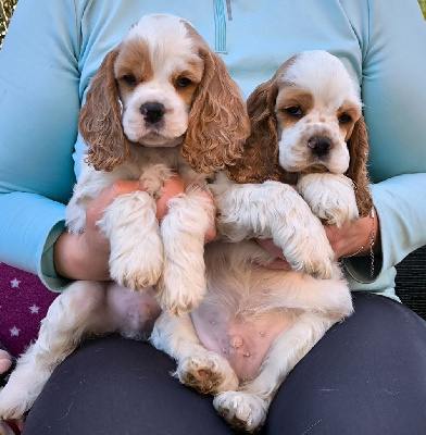 Black And Tan Berry's - American Cocker Spaniel - Portée née le 13/09/2024