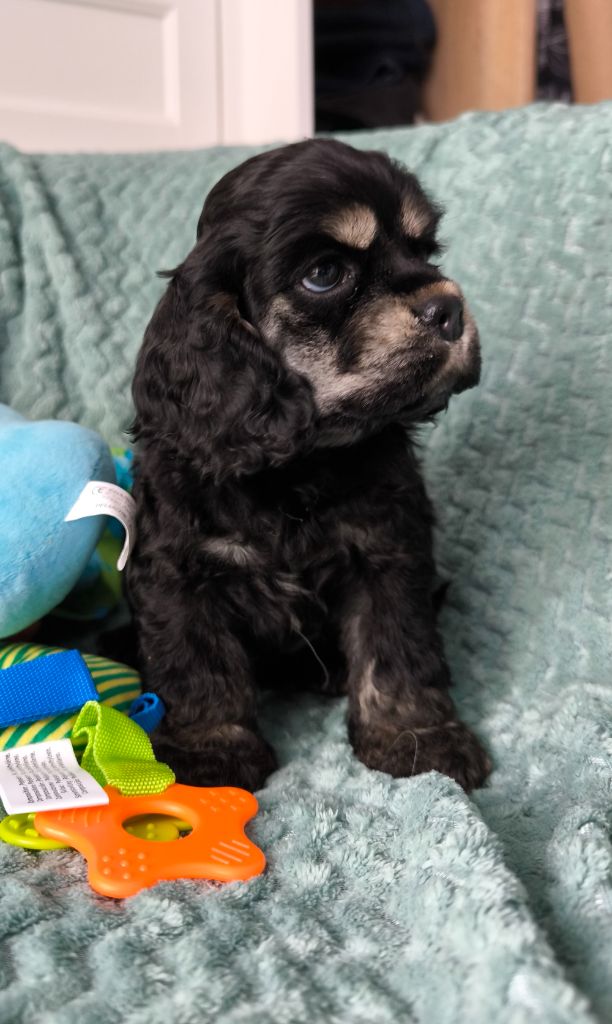 chiot American Cocker Spaniel Black And Tan Berry's
