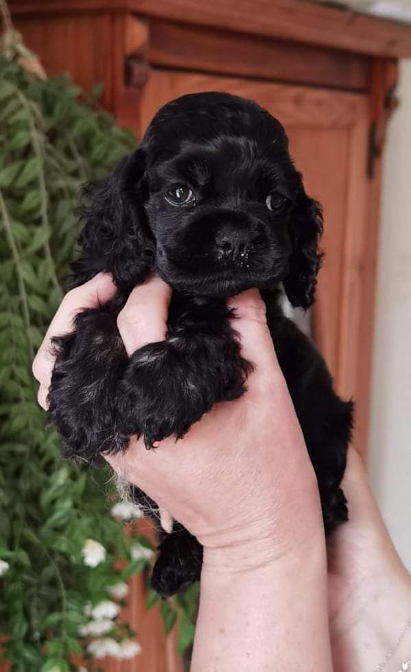 Chiot American Cocker Spaniel Black And Tan Berry's
